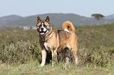 AKITA AMERICAIN 064